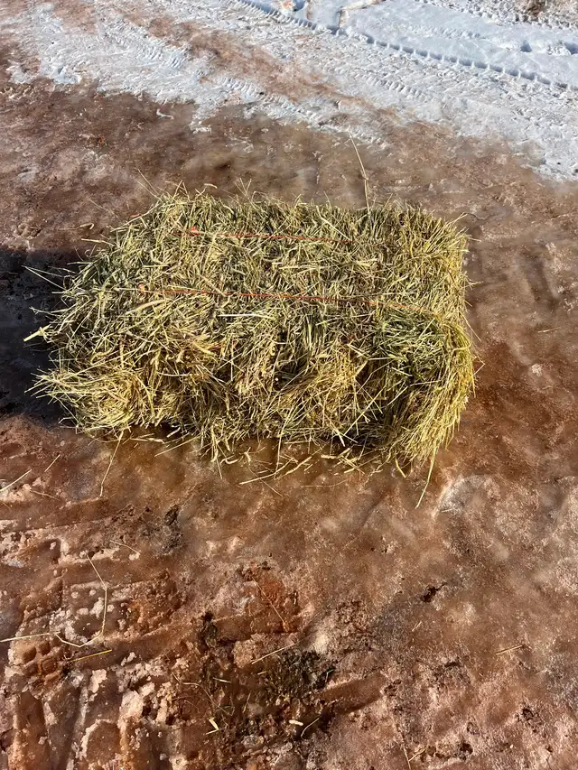 Square bales of hay for sale
