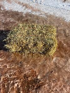Square bales of hay for sale