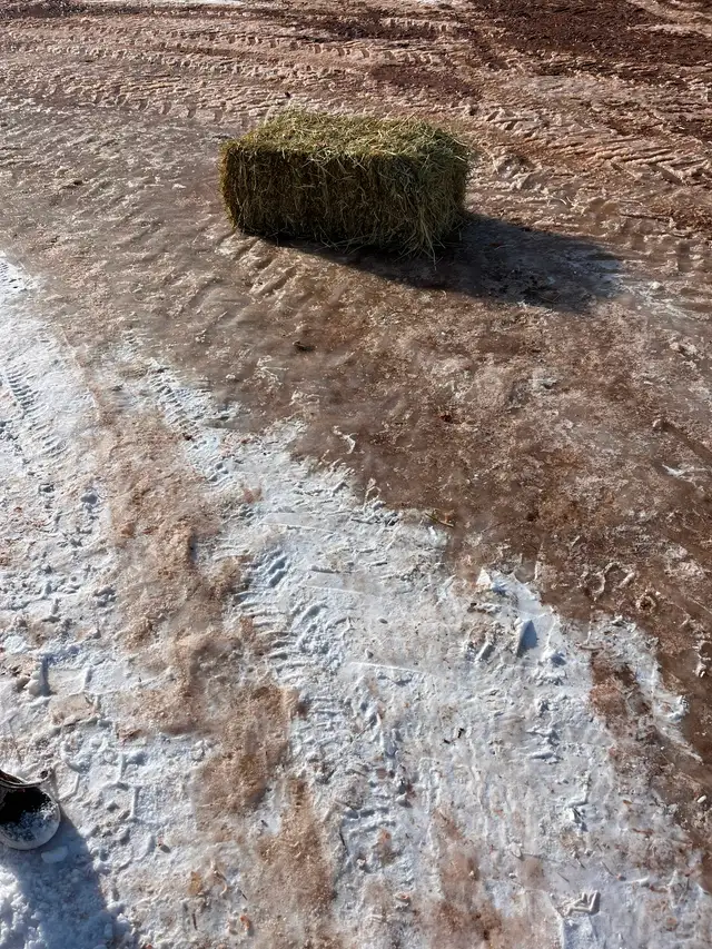 Square bales of hay for sale - Photo 2