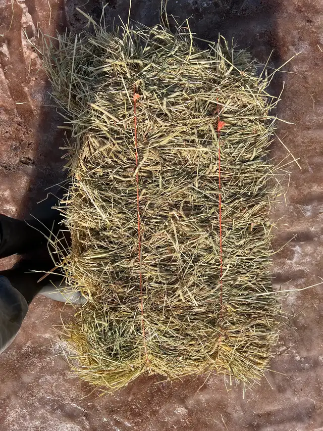 Square bales of hay for sale - Photo 3
