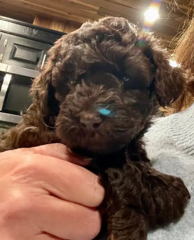 Sunshine Schnoodle Ready to Go!