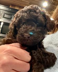 Sunshine Schnoodle Ready to Go!