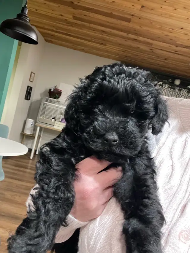 Sunshine Schnoodle Ready to Go! - Photo 2