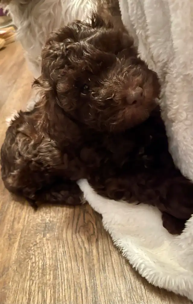 Sunshine Schnoodle Ready to Go! - Photo 3