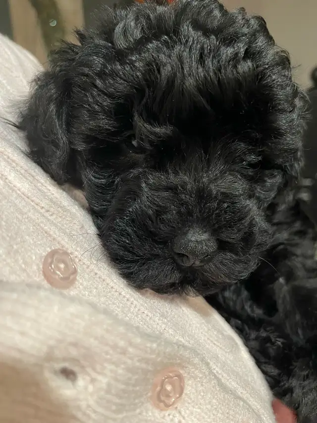 Sunshine Schnoodle Ready to Go! - Photo 4