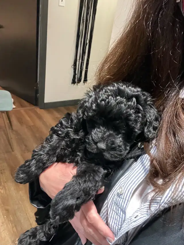 Sunshine Schnoodle Ready to Go! - Photo 5