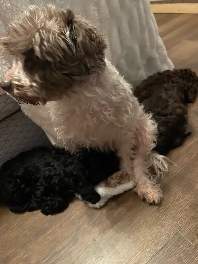 Sunshine Schnoodle Ready to Go! - Photo 6