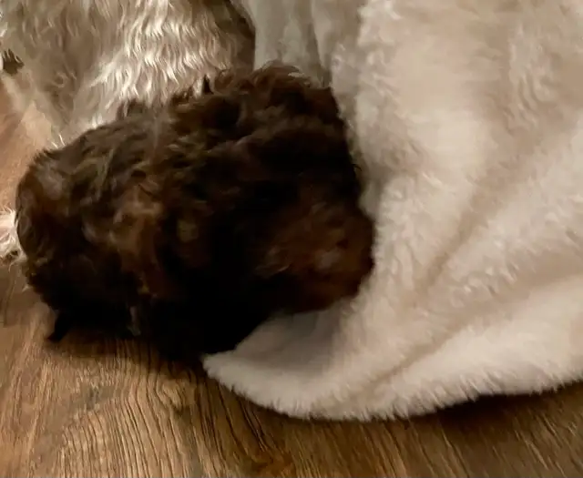 Sunshine Schnoodle Ready to Go! - Photo 7