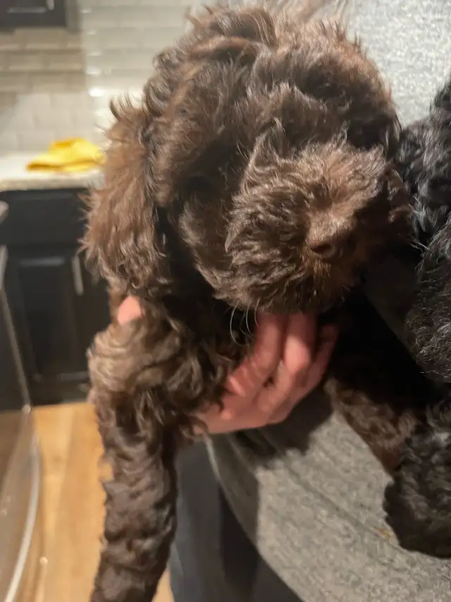 Sunshine Schnoodle Ready to Go! - Photo 8