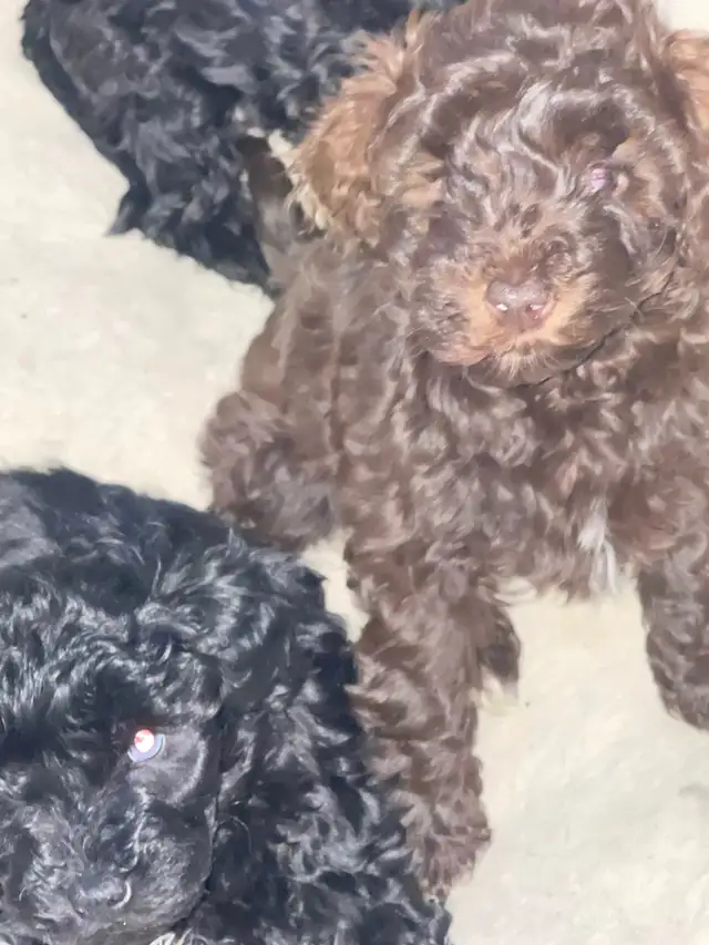 Sunshine Schnoodle Ready to Go! - Photo 9