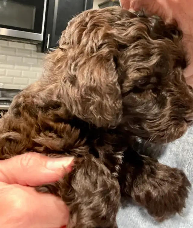 Sunshine Schnoodle Ready to Go! - Photo 10