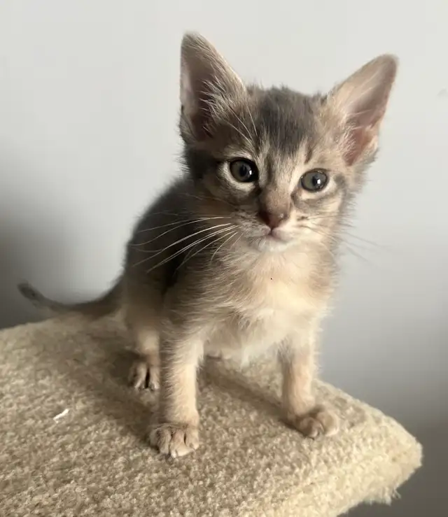 ABYSSINIAN KITTENS / CHATONS ABYSSIN