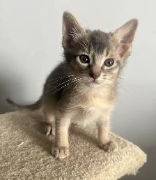 ABYSSINIAN KITTENS / CHATONS ABYSSIN