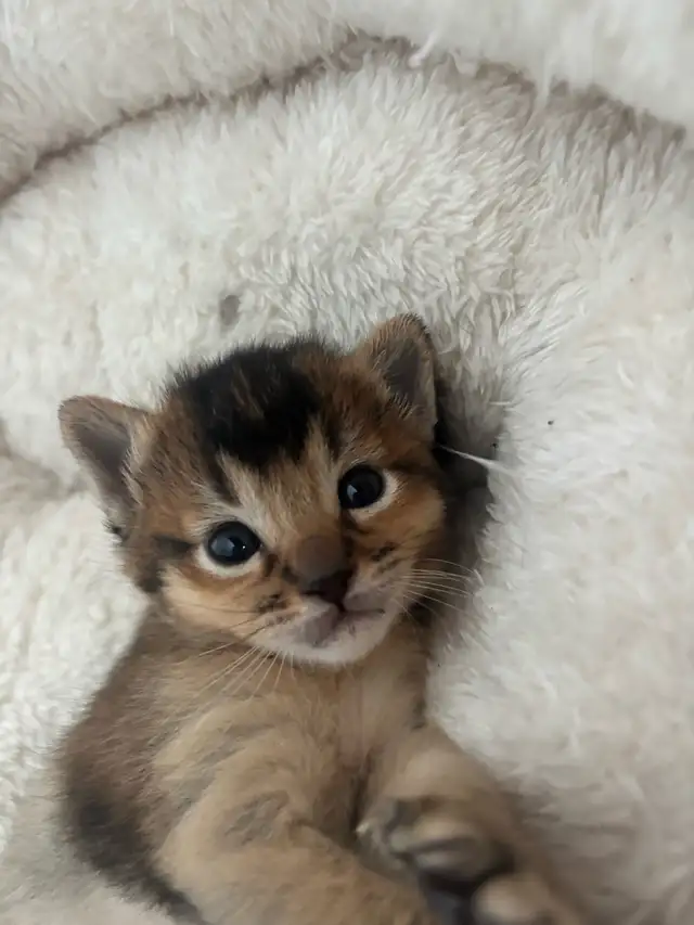 ABYSSINIAN KITTENS / CHATONS ABYSSIN - Photo 2