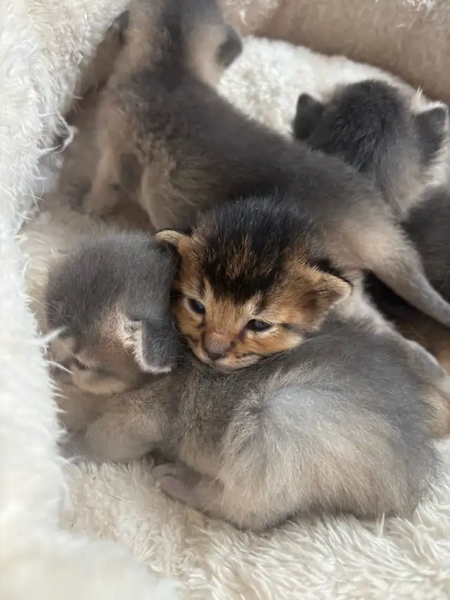 ABYSSINIAN KITTENS / CHATONS ABYSSIN - Photo 3