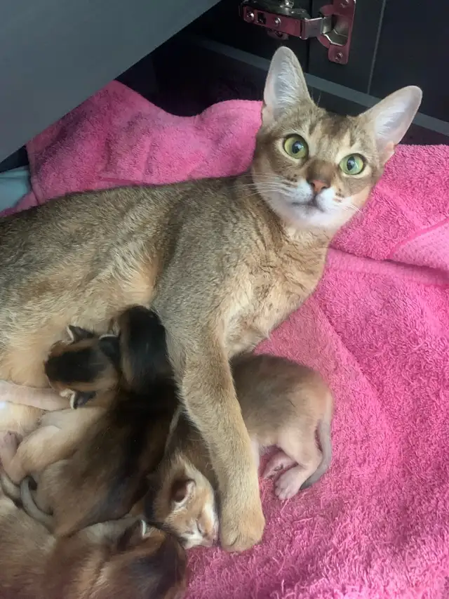 ABYSSINIAN KITTENS / CHATONS ABYSSIN - Photo 6