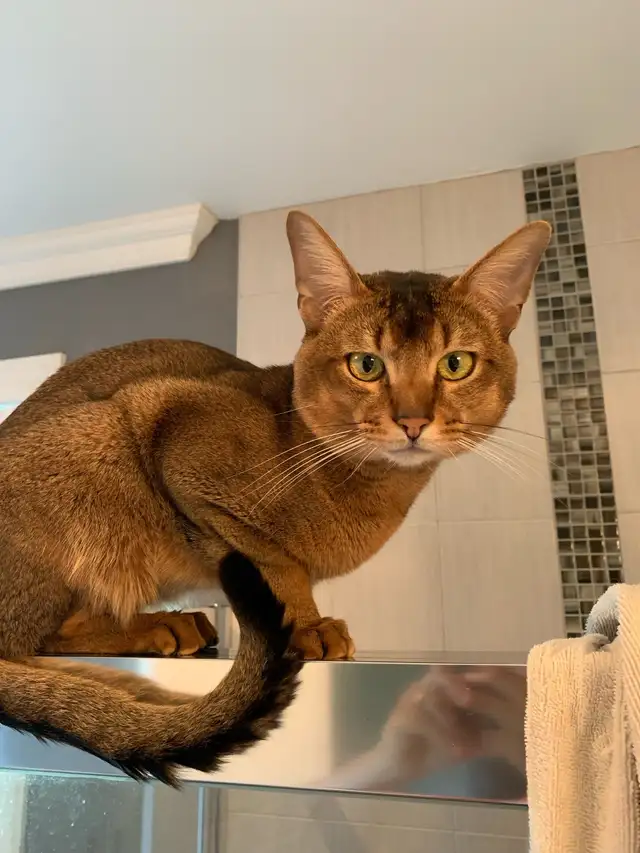 ABYSSINIAN KITTENS / CHATONS ABYSSIN - Photo 7