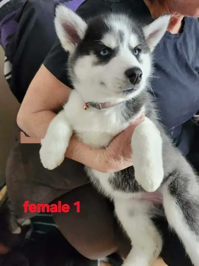 Pure Bred Siberian Husky