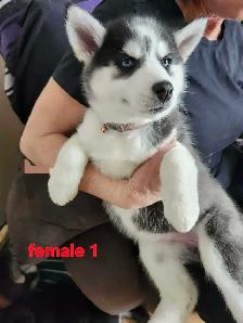 Pure Bred Siberian Husky