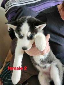 Pure Bred Siberian Husky - Photo 2