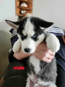 Pure Bred Siberian Husky - Photo 3