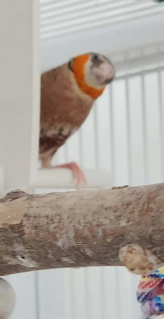 QUELQUES PINSONS ENCORE DE DISPONIBLE POUR ADOPTION À VENDRE