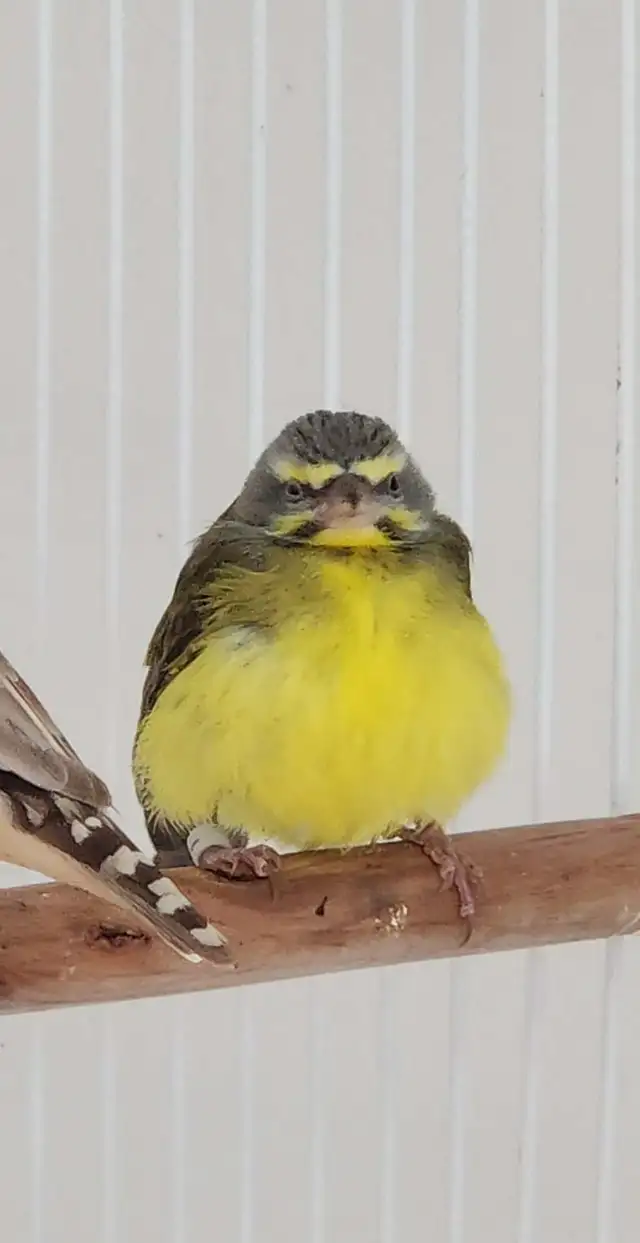 QUELQUES PINSONS ENCORE DE DISPONIBLE POUR ADOPTION À VENDRE - Photo 2