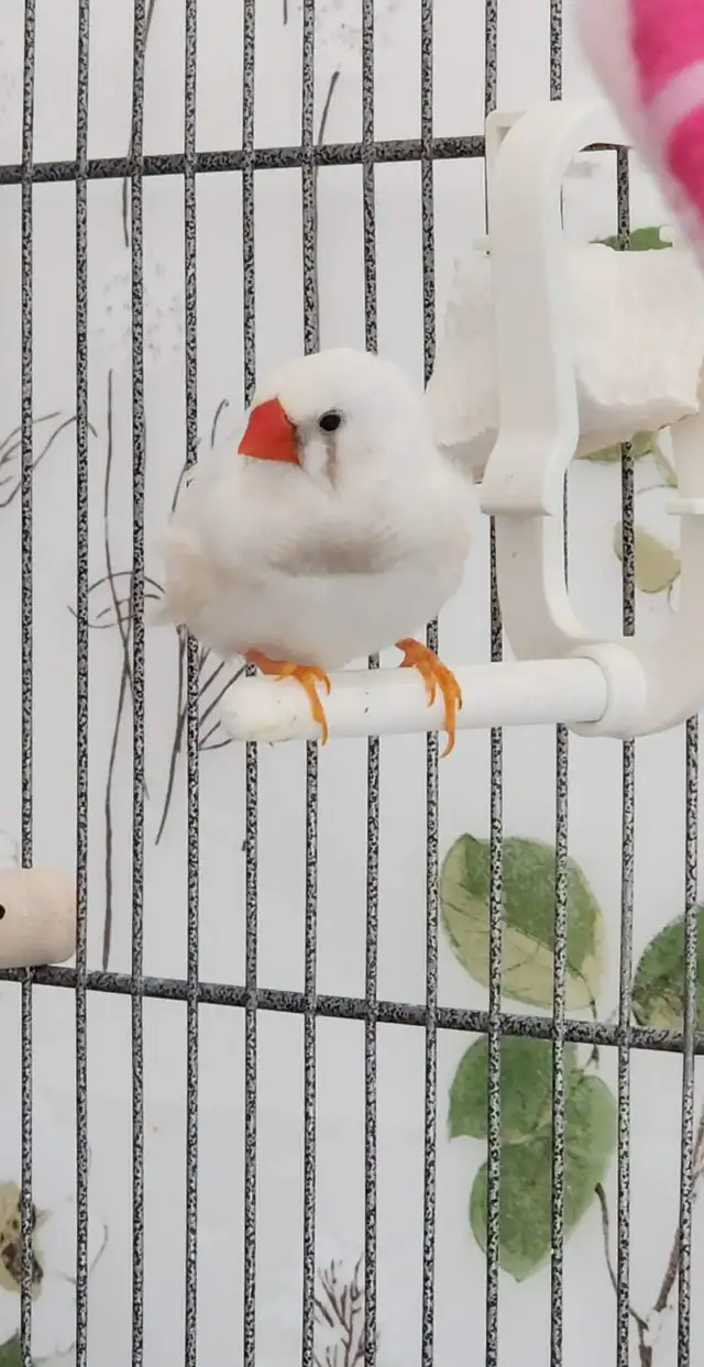 QUELQUES PINSONS ENCORE DE DISPONIBLE POUR ADOPTION À VENDRE - Photo 3