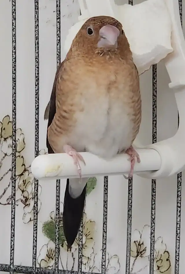 QUELQUES PINSONS ENCORE DE DISPONIBLE POUR ADOPTION À VENDRE - Photo 4