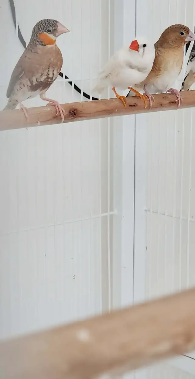 QUELQUES PINSONS ENCORE DE DISPONIBLE POUR ADOPTION À VENDRE - Photo 5