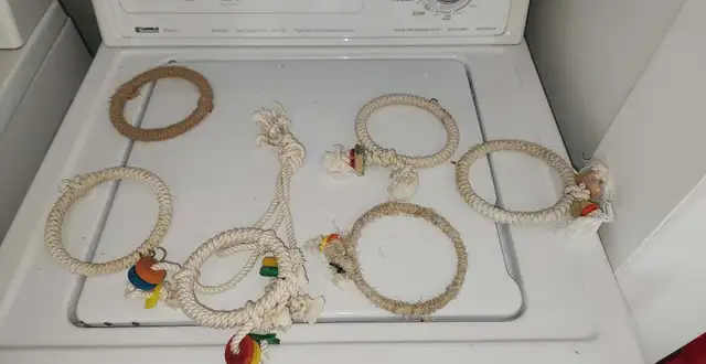 QUELQUES PINSONS ENCORE DE DISPONIBLE POUR ADOPTION À VENDRE - Photo 7