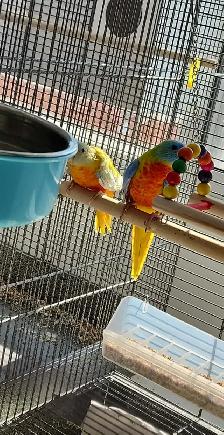 MAGNIFIQUE COUPLE DE PERRUCHES TURQUOISINE ET UNE FEMELLE