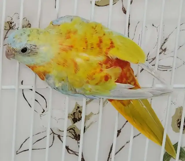 MAGNIFIQUE COUPLE DE PERRUCHES TURQUOISINE ET UNE FEMELLE - Photo 2