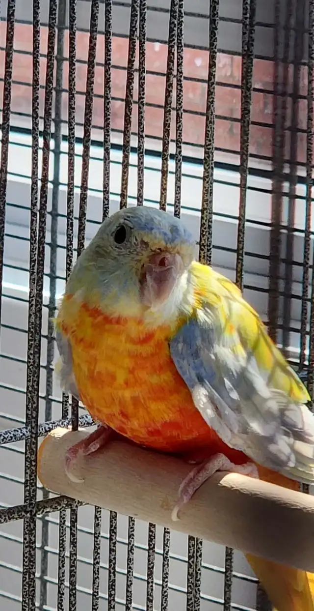 MAGNIFIQUE COUPLE DE PERRUCHES TURQUOISINE ET UNE FEMELLE - Photo 3