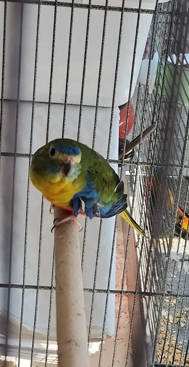 MAGNIFIQUE COUPLE DE PERRUCHES TURQUOISINE ET UNE FEMELLE - Photo 5