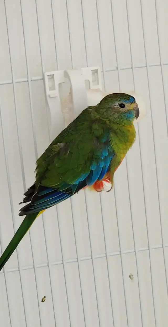 MAGNIFIQUE COUPLE DE PERRUCHES TURQUOISINE ET UNE FEMELLE - Photo 7