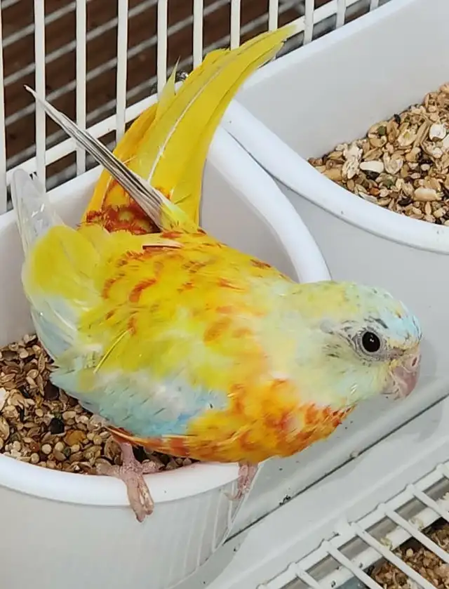 MAGNIFIQUE COUPLE DE PERRUCHES TURQUOISINE ET UNE FEMELLE - Photo 8