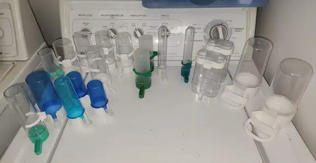 MAGNIFIQUE COUPLE DE PERRUCHES TURQUOISINE ET UNE FEMELLE - Photo 10