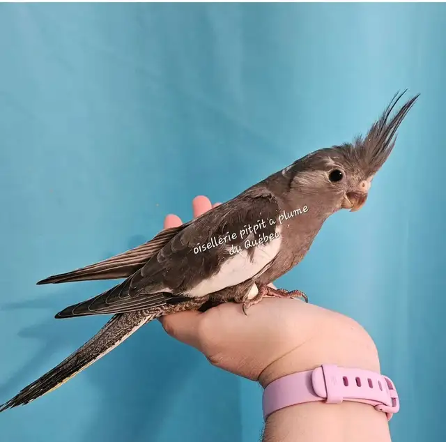 Oisillions cockatiel