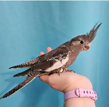 Oisillions cockatiel