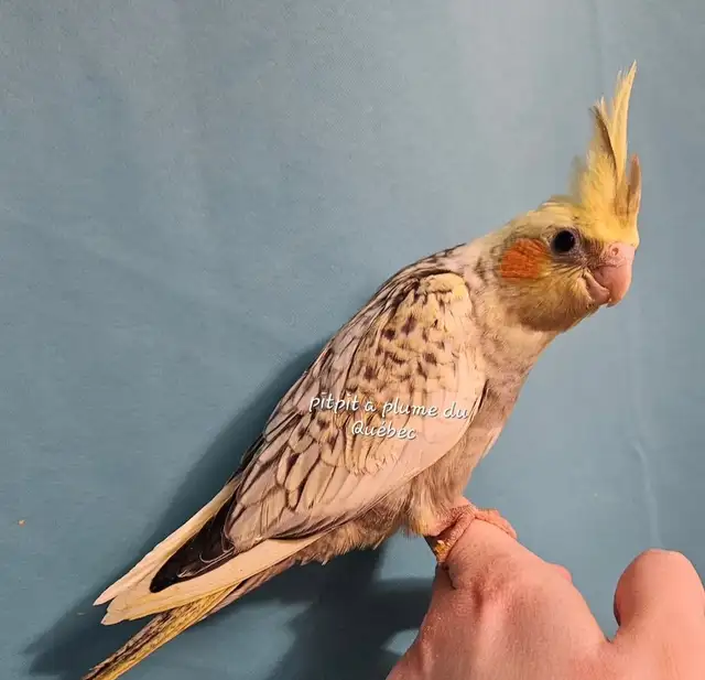 Oisillions cockatiel - Photo 2