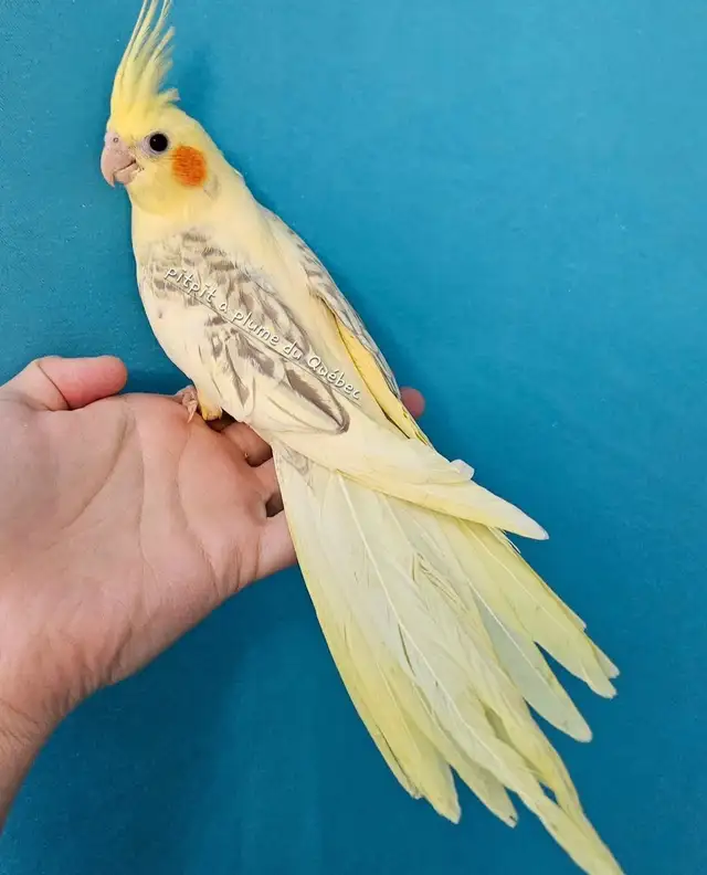 Oisillions cockatiel - Photo 4