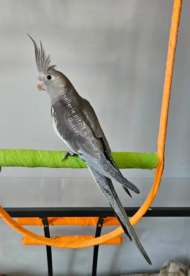 Oisillions cockatiel - Photo 5