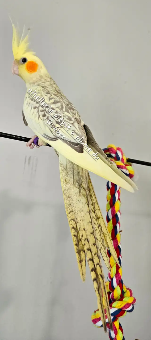 Oisillions cockatiel - Photo 6