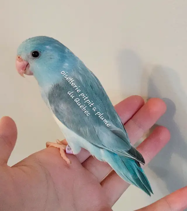 Oisillions touis céleste