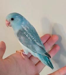 Oisillions touis céleste