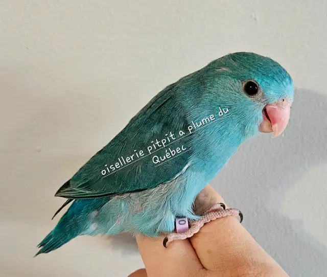 Oisillions touis céleste - Photo 3