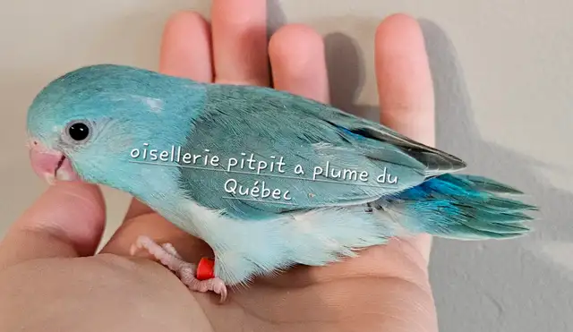 Oisillions touis céleste - Photo 4