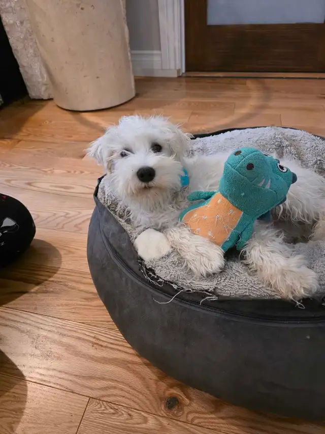 chiots schnauzer nains