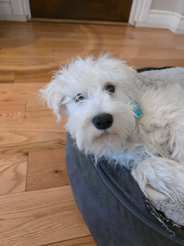 chiots schnauzer nains - Photo 2